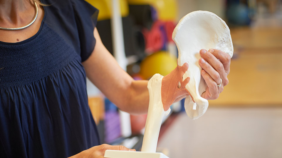 Model of the Hip