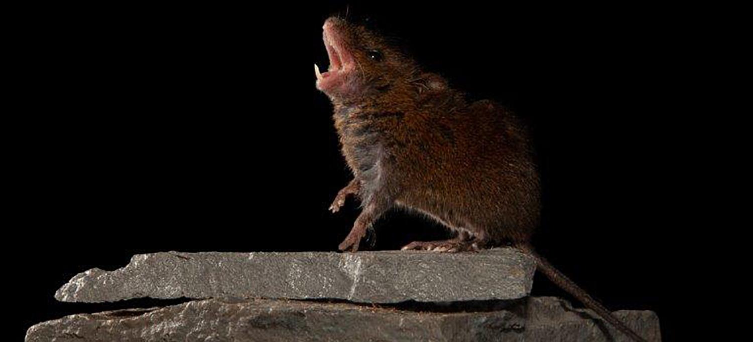 Singing Mouse