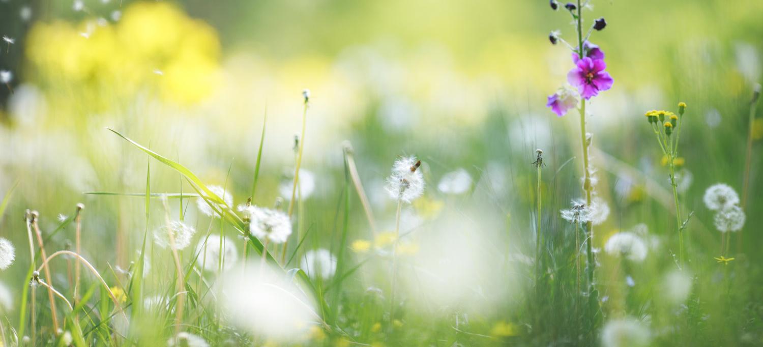 Flowers in Field of Grass