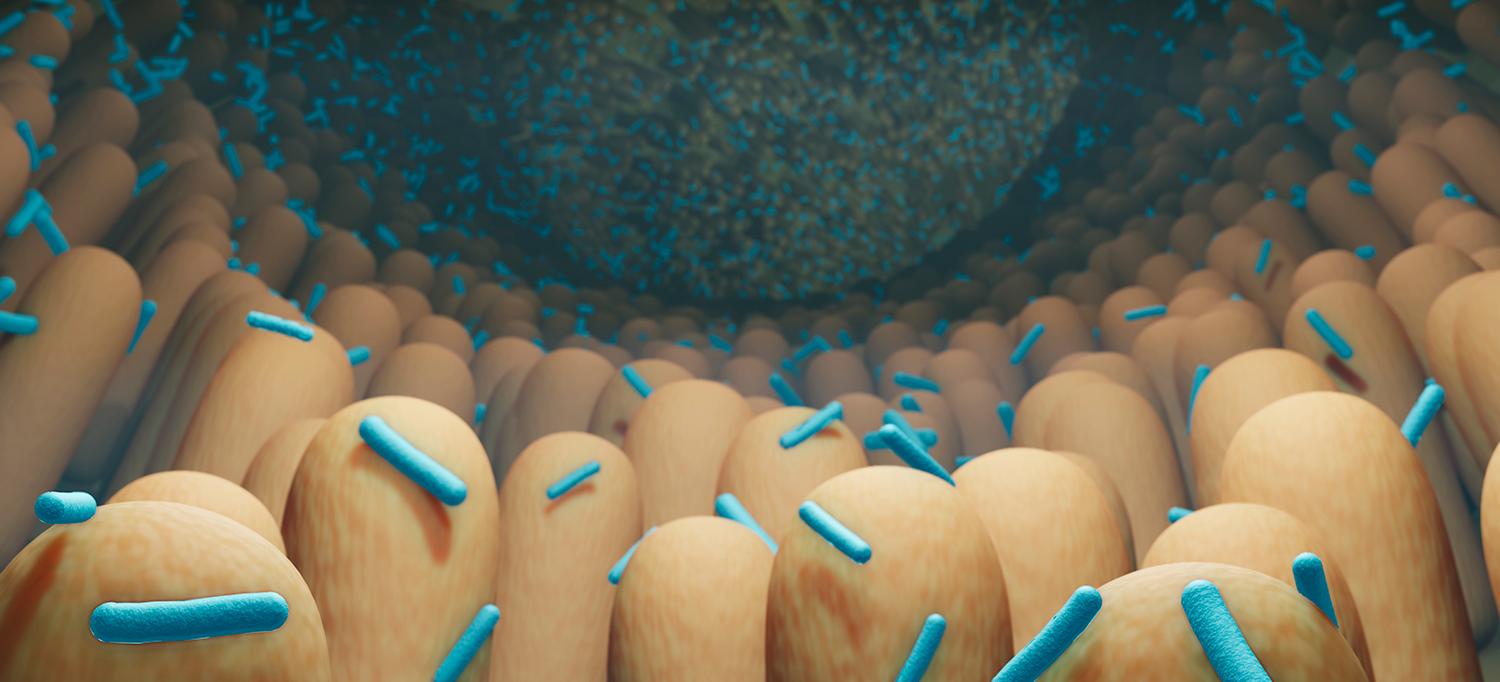 Illustration of probiotic bacteria helping the growth of healthy gut flora
