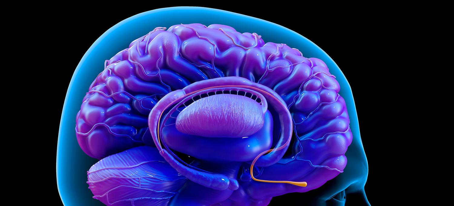 Illustration of Brain Anatomy